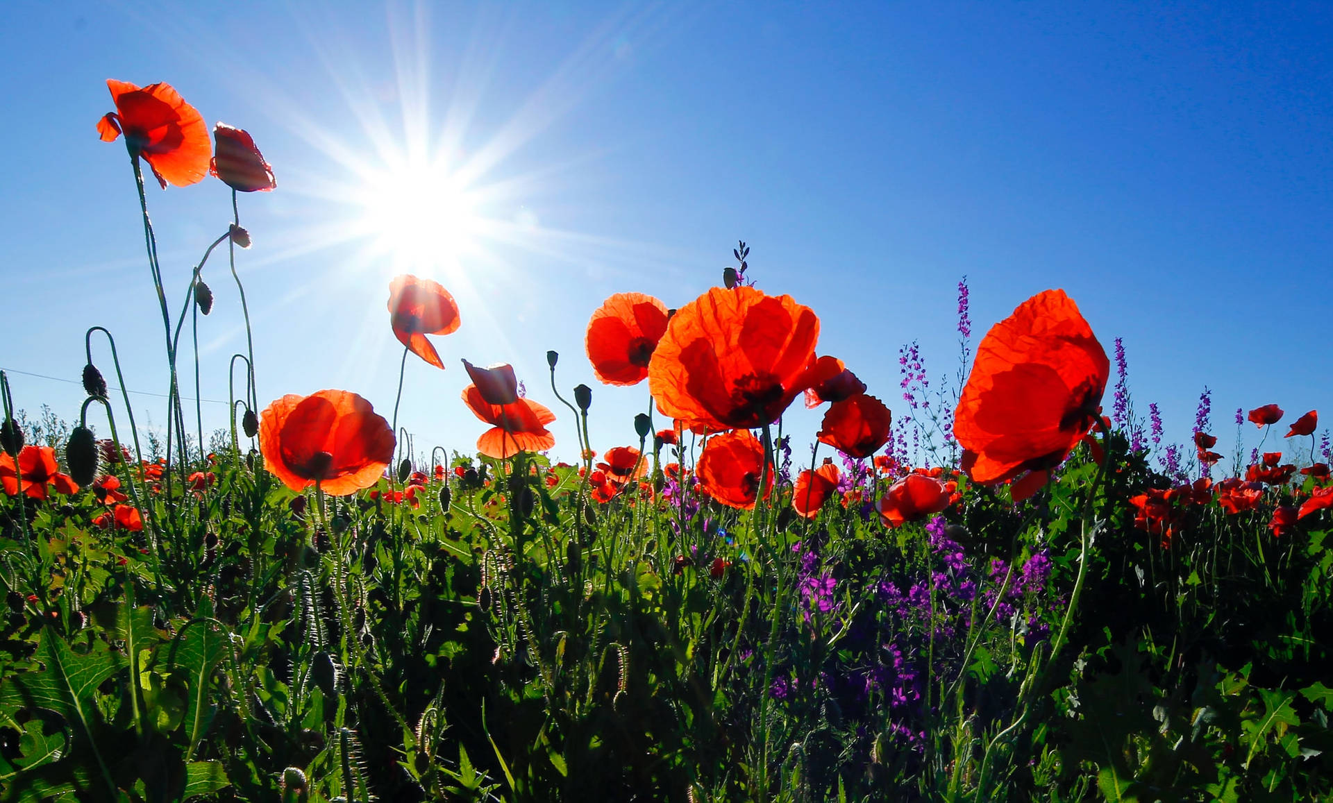 Remembrance Day Poppies In Sunlight Wallpaper
