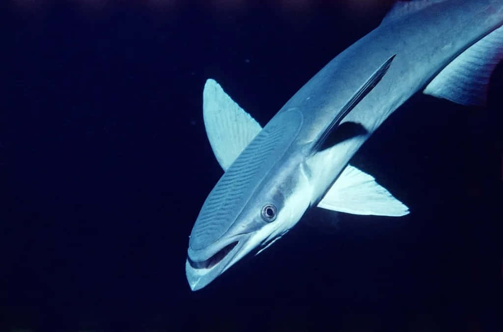 Remora Fish Attached To Shark Underwater Wallpaper