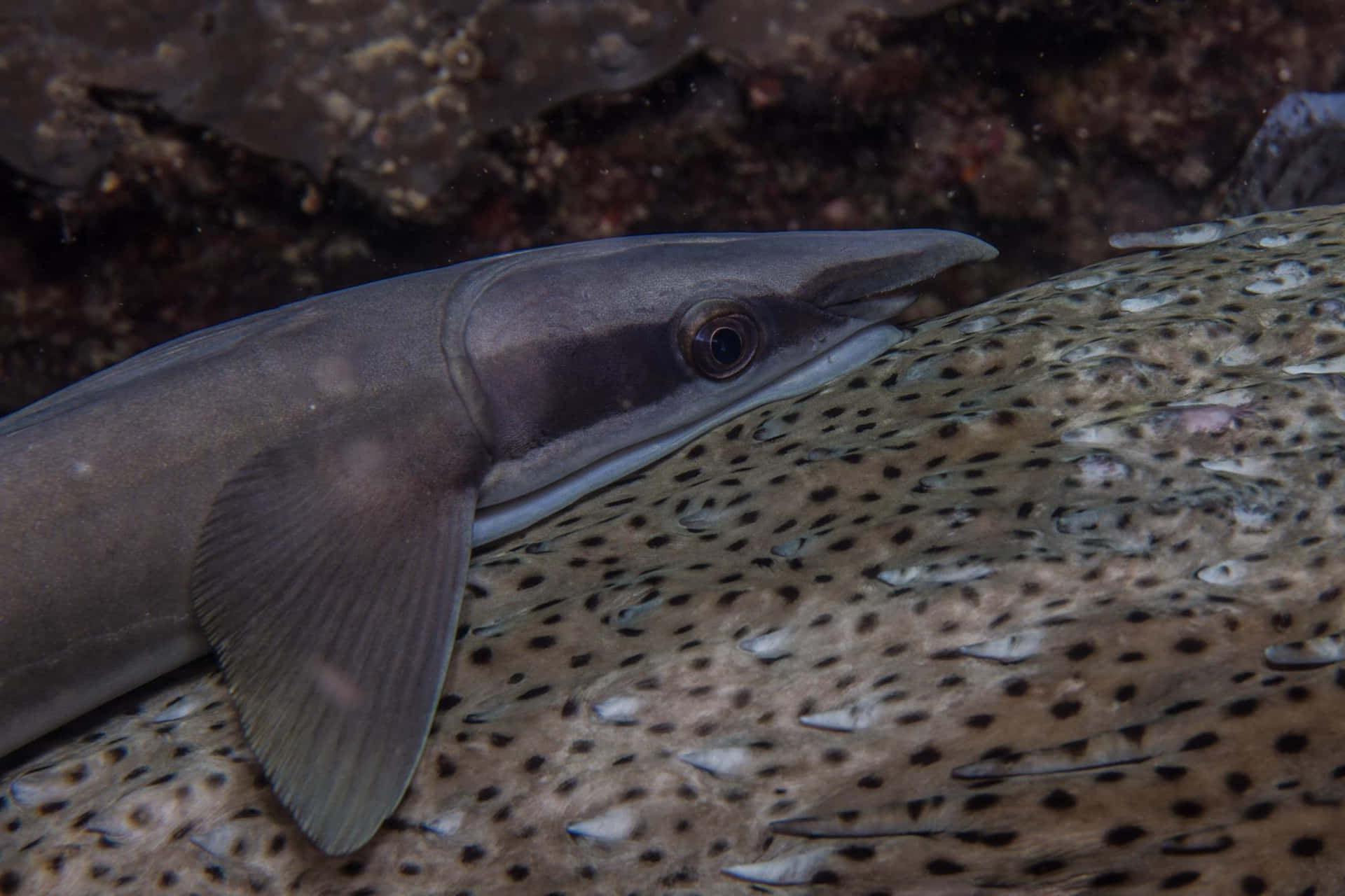 Remora Fish Attachedto Shark Wallpaper