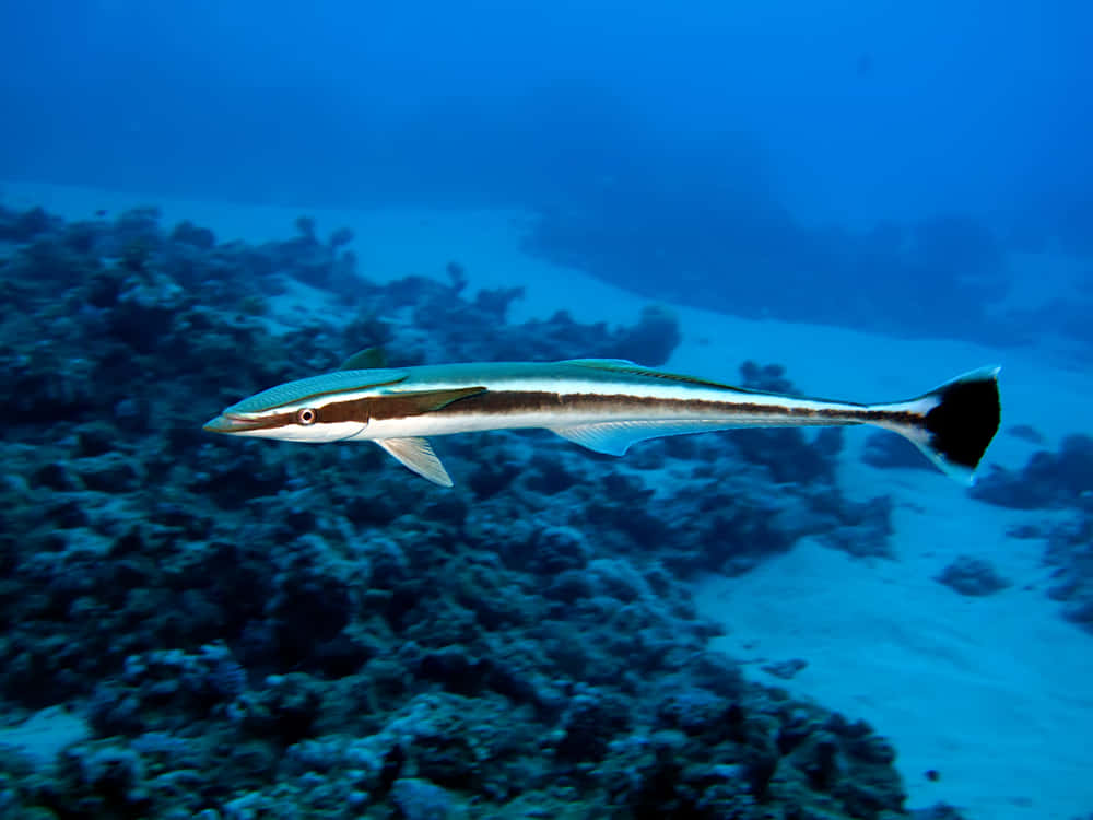 Remora Fish Swimming Underwater.jpg Wallpaper