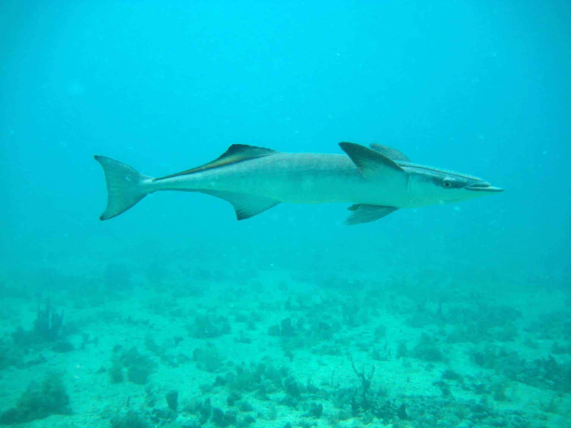 Remora Fish Swimming Underwater.jpg Wallpaper