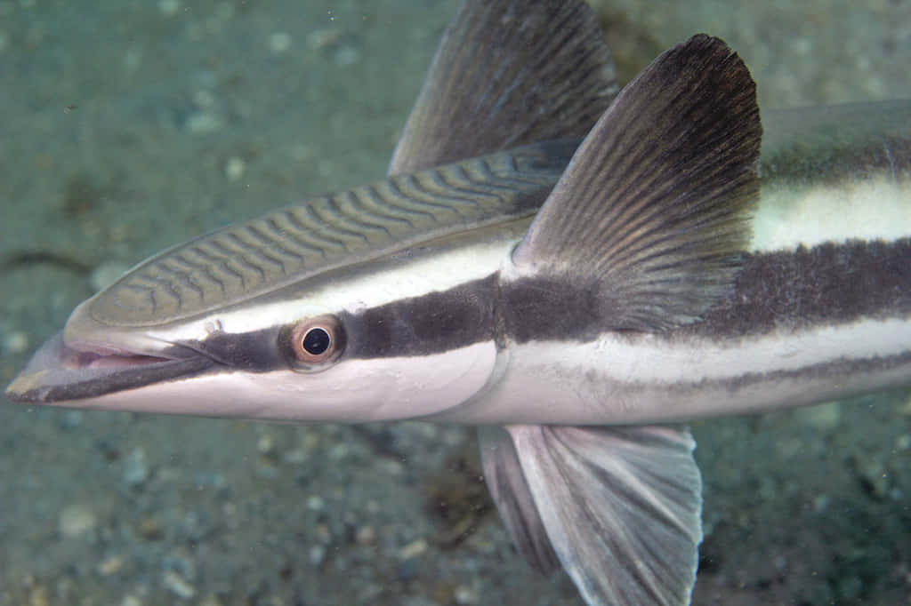 Remora Fish Up Close Wallpaper