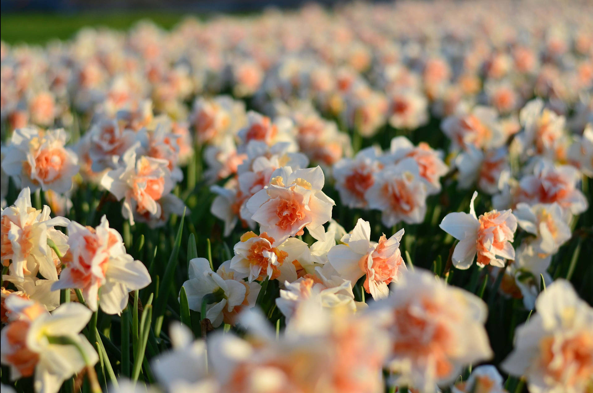 Replete Narcissus Flower Field