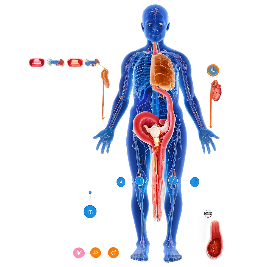 Reproductive System Visual Png Otw PNG