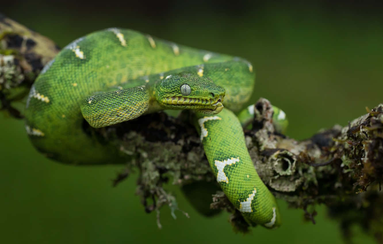 A Closeup Of A Scaly Lizard
