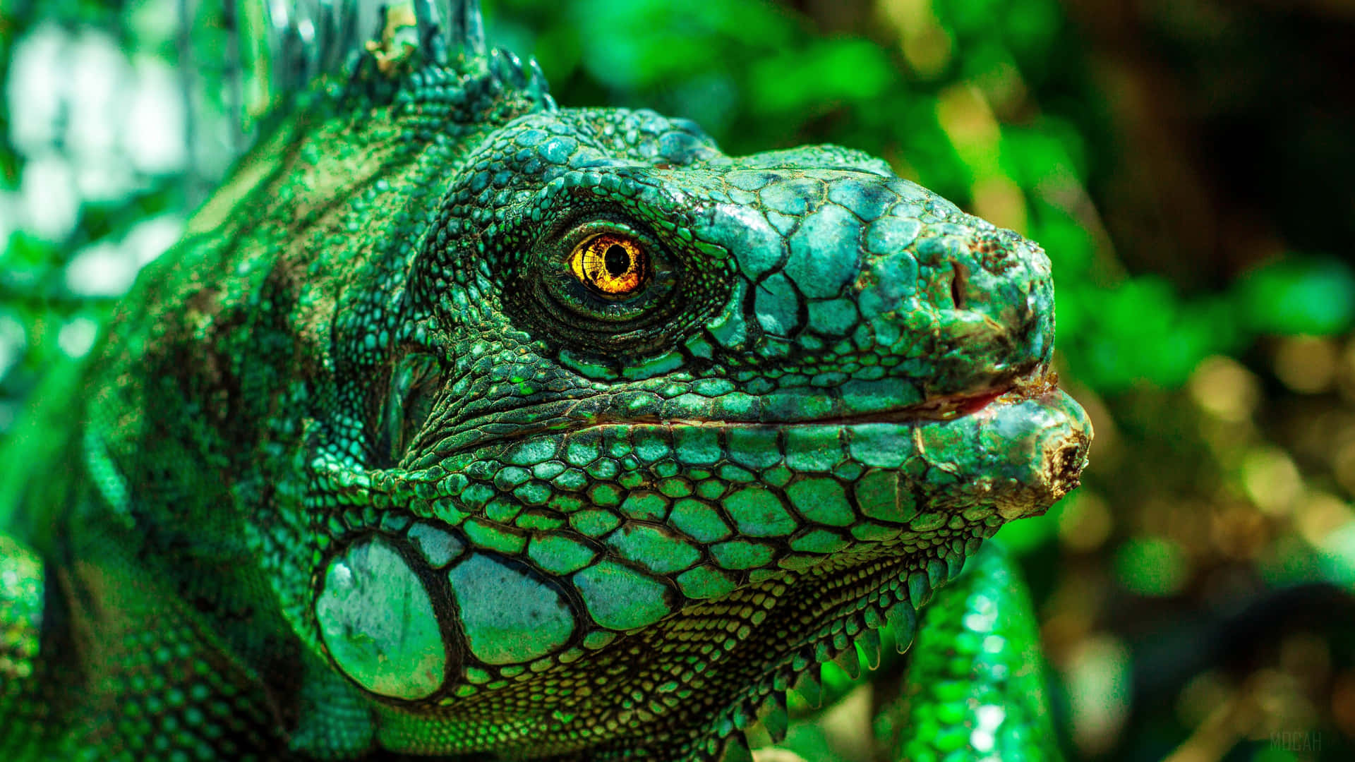 Sidoprofilav En Grön Leguan Reptil Bakgrund