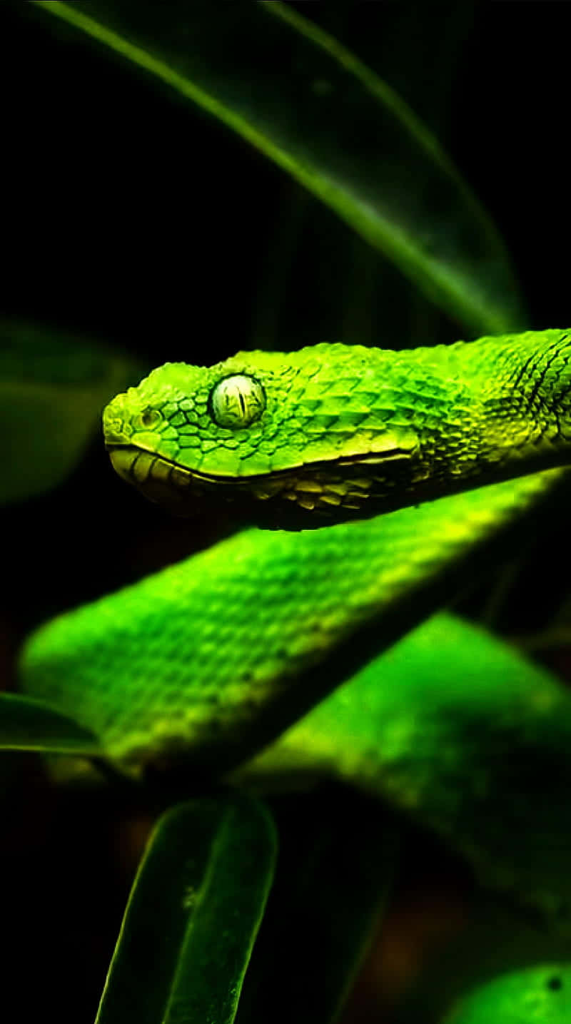 A Green Snake Is Sitting On A Leaf