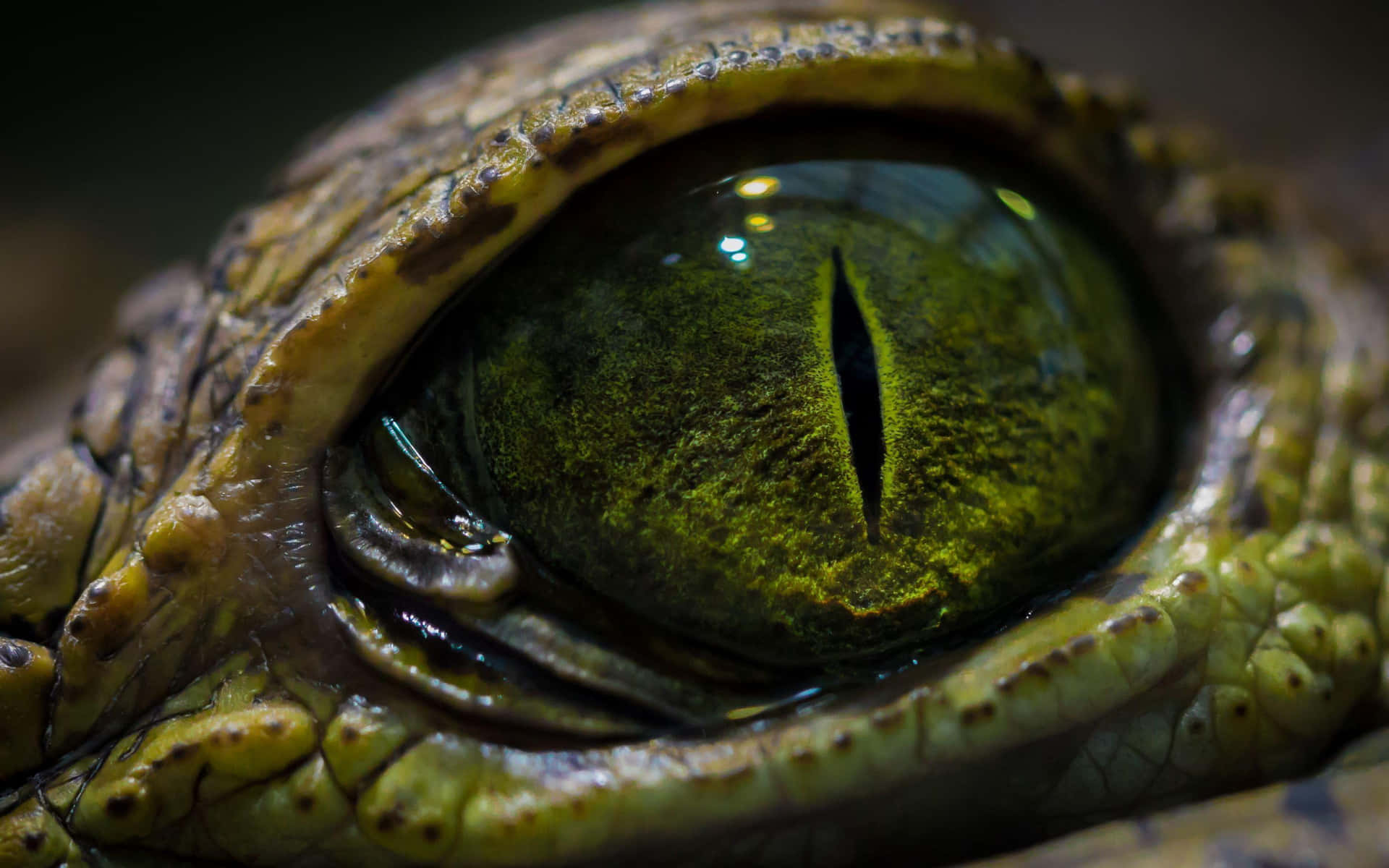 Enexotisk Grön Reptil Som Sitter På En Sten