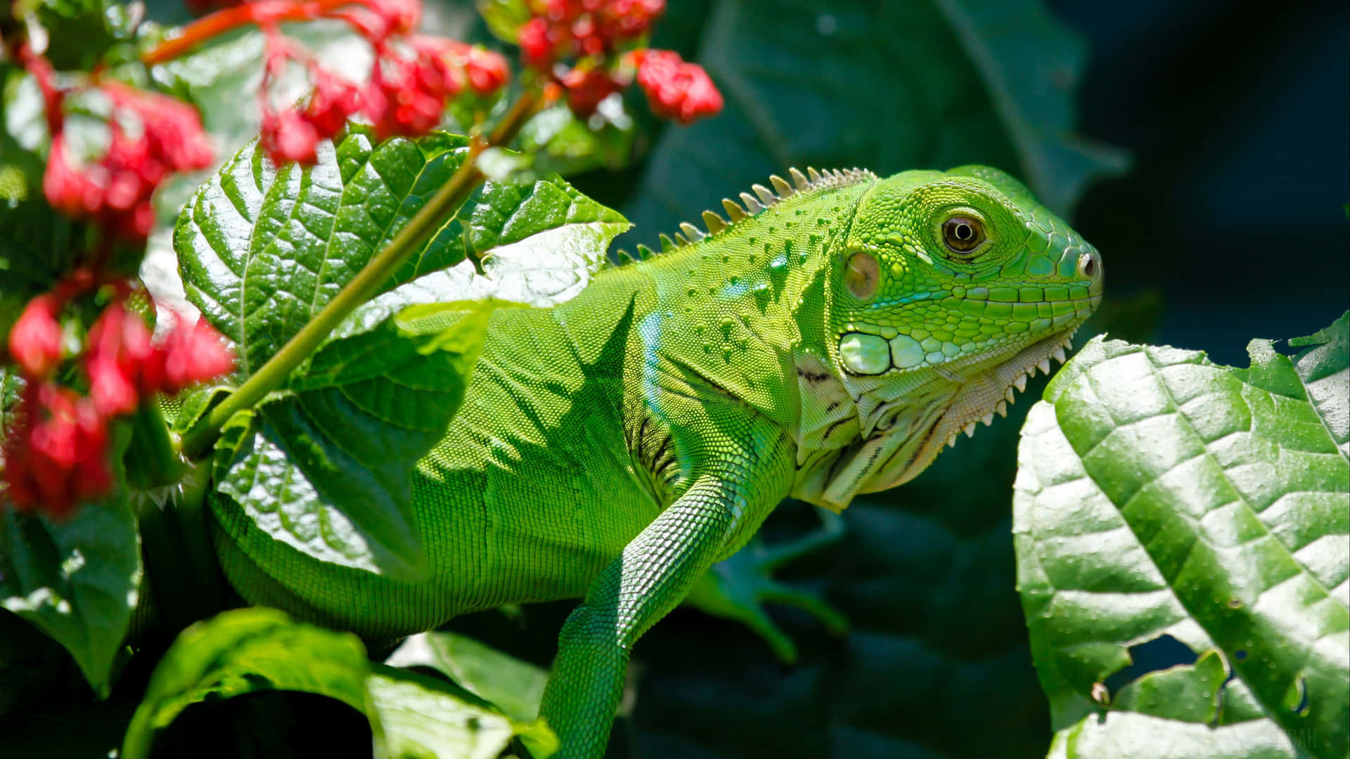 Green Iguana Hanging In Plants Reptile Background