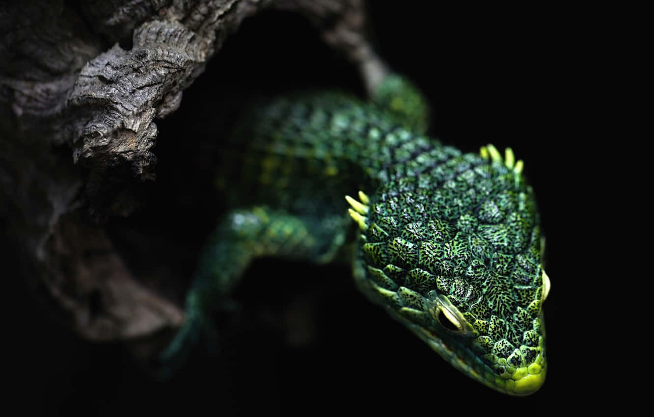 Grönmexikansk Alligatorödla Reptilbakgrund