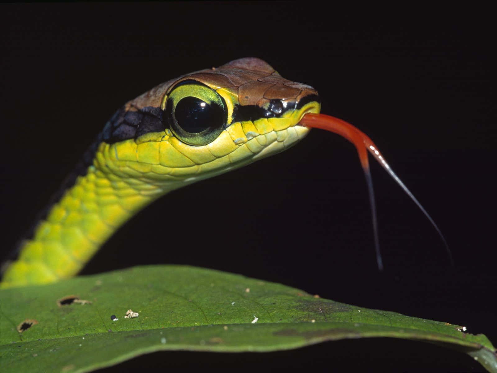 A colorful and vibrant reptile rests in a tree branch.