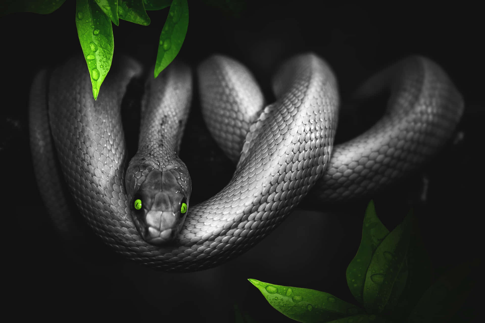 A Snake With Green Eyes Is Sitting On A Branch