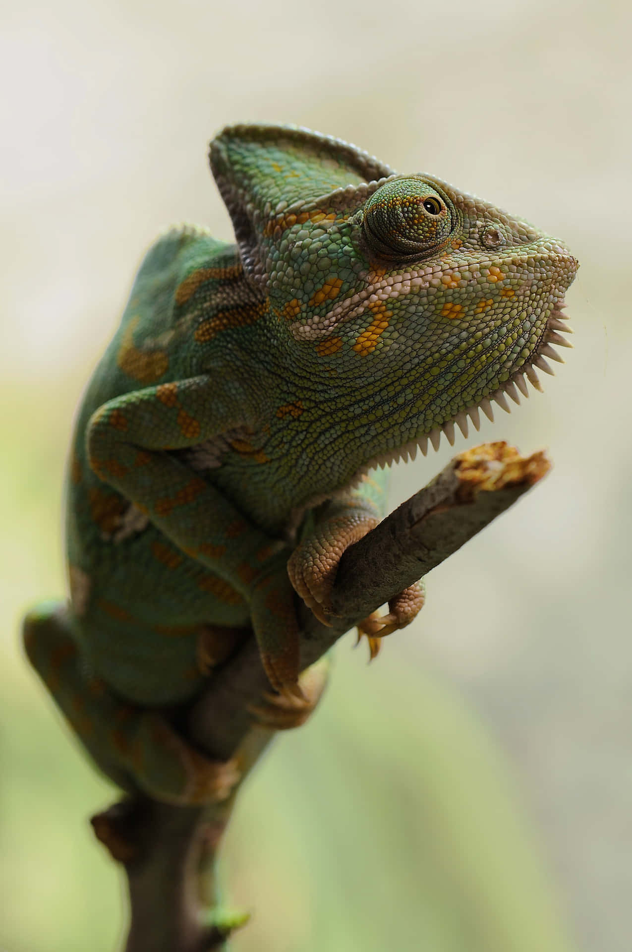 A Chameleon Is Sitting On A Branch