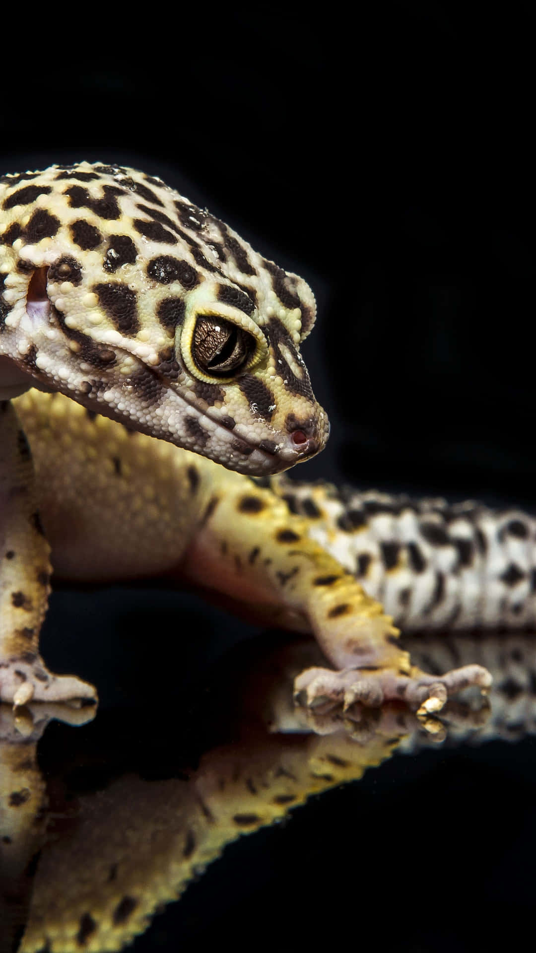 A Gecko Is Standing On A Black Background