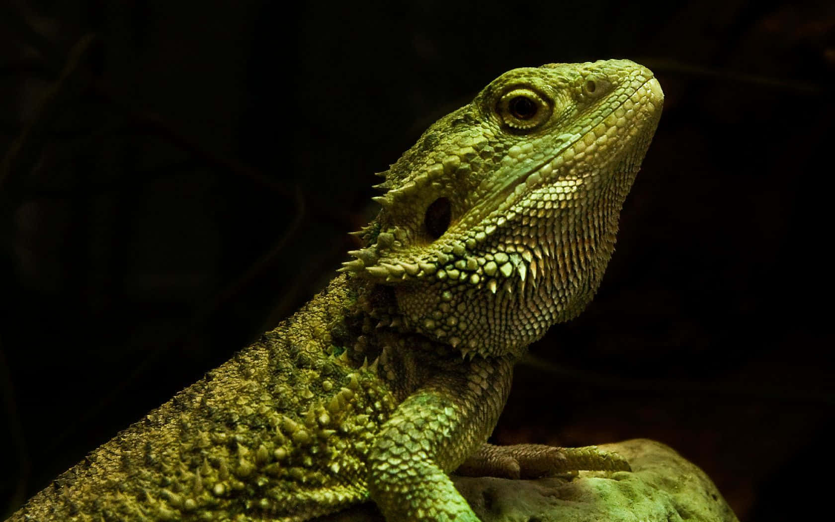 Brightly Colored Reptile