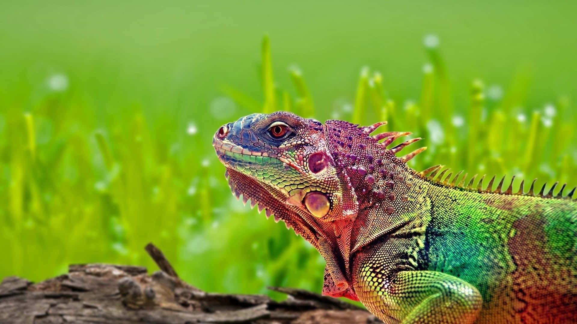 A Vividly Coloured Reptile Resting on a Branch
