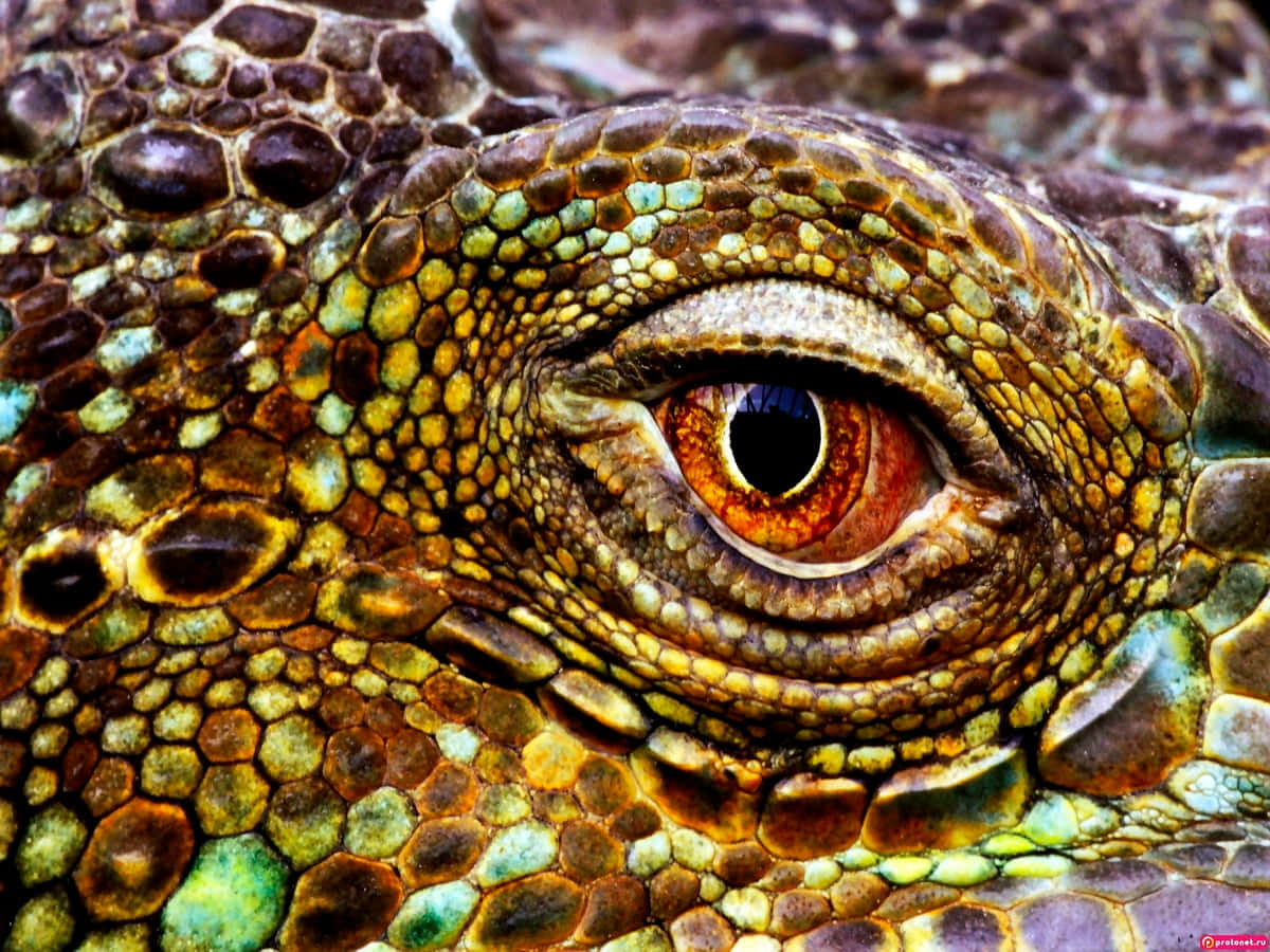 A Close Up Of An Iguana's Eye