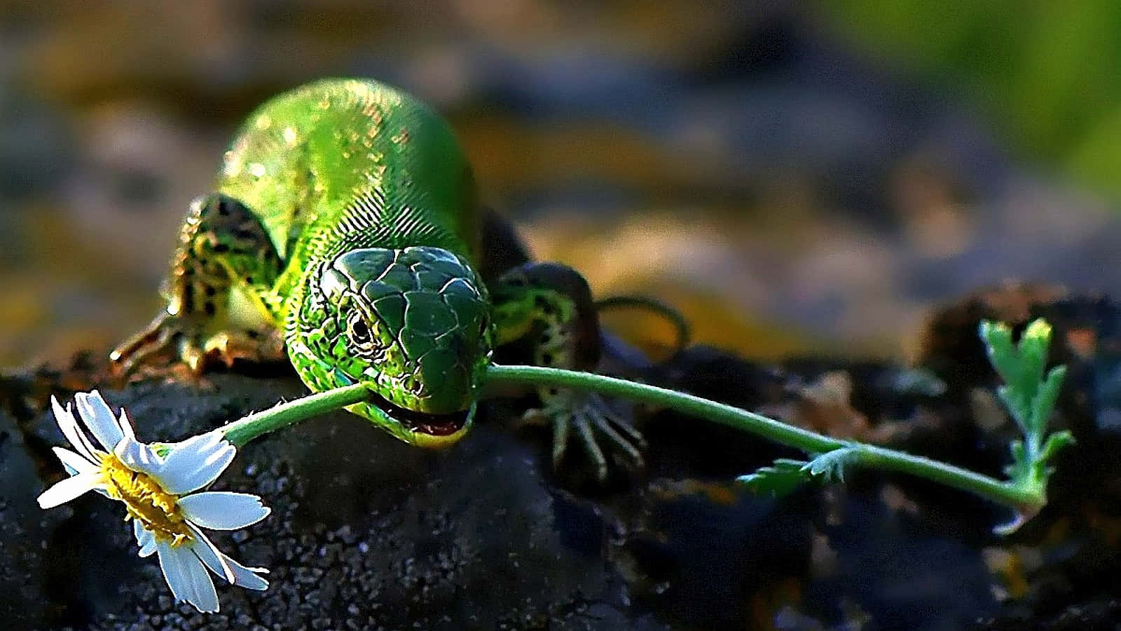 Green Lizard Reptile Bitting Flower Blur Background