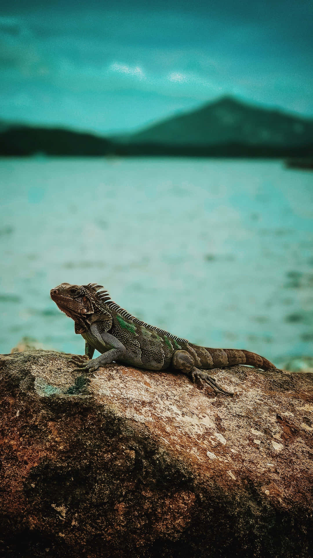 A Lizard Sitting On A Rock Near A Body Of Water Wallpaper