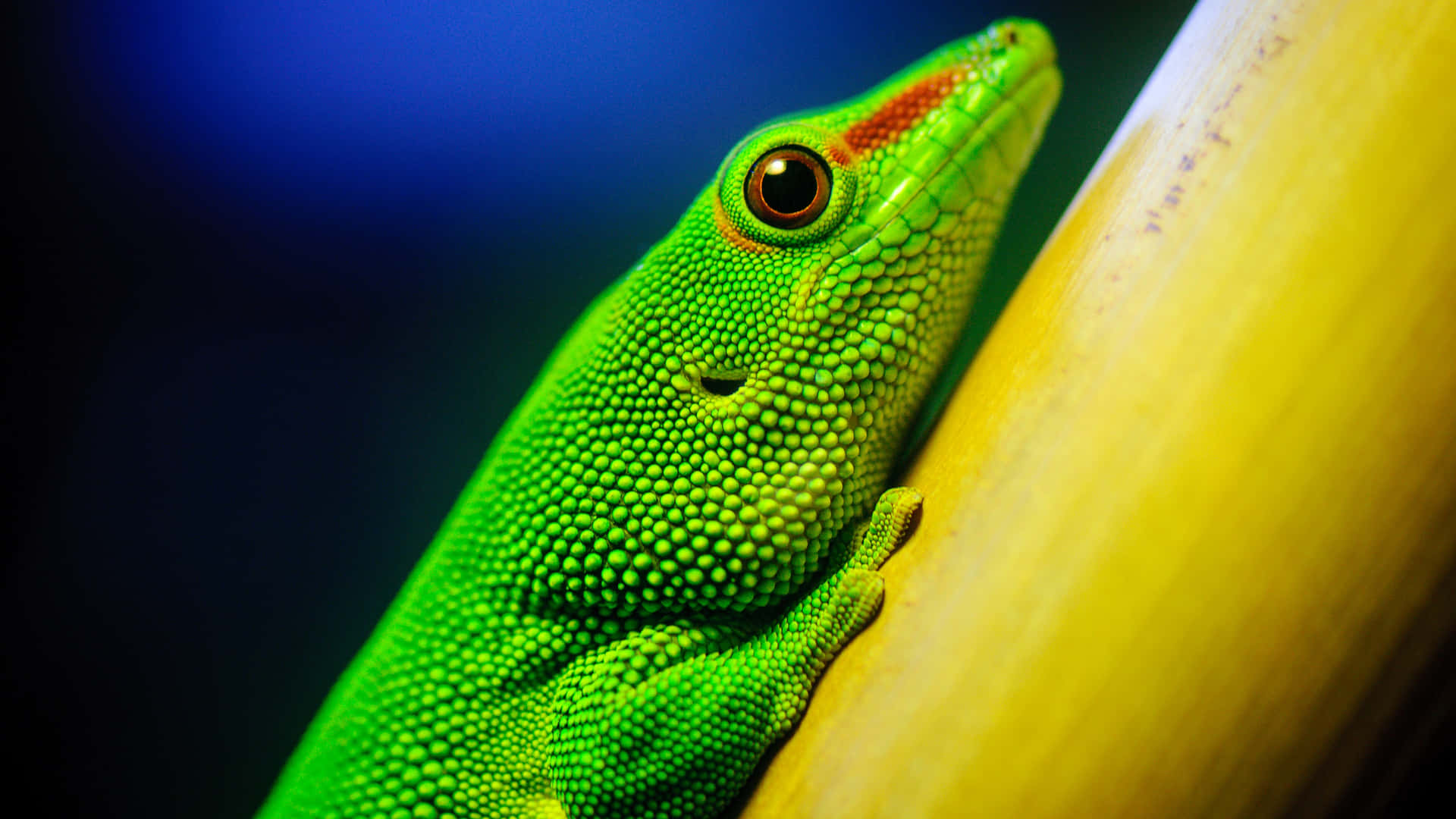 An Up-Close Look at a Reptile
