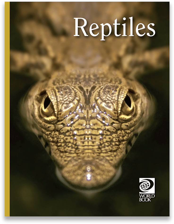 Reptile Gaze Cover Image PNG