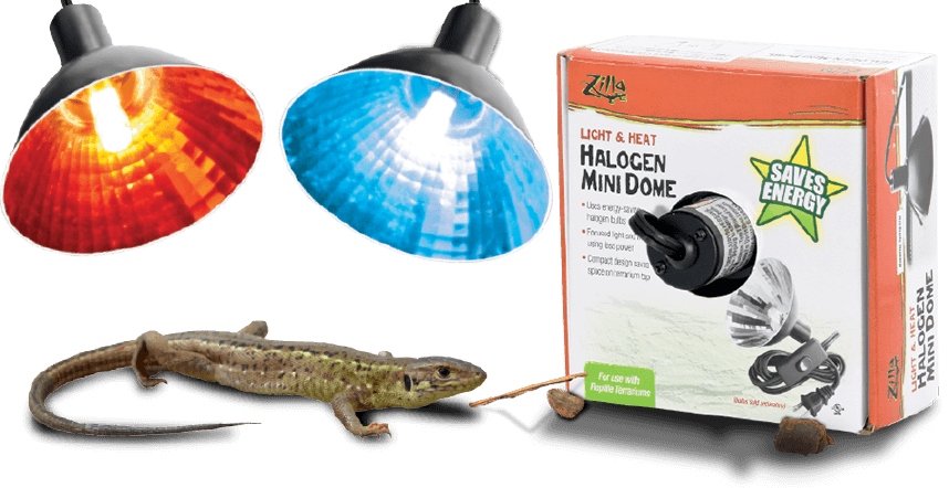 Reptile Heating Lampsand Gecko PNG