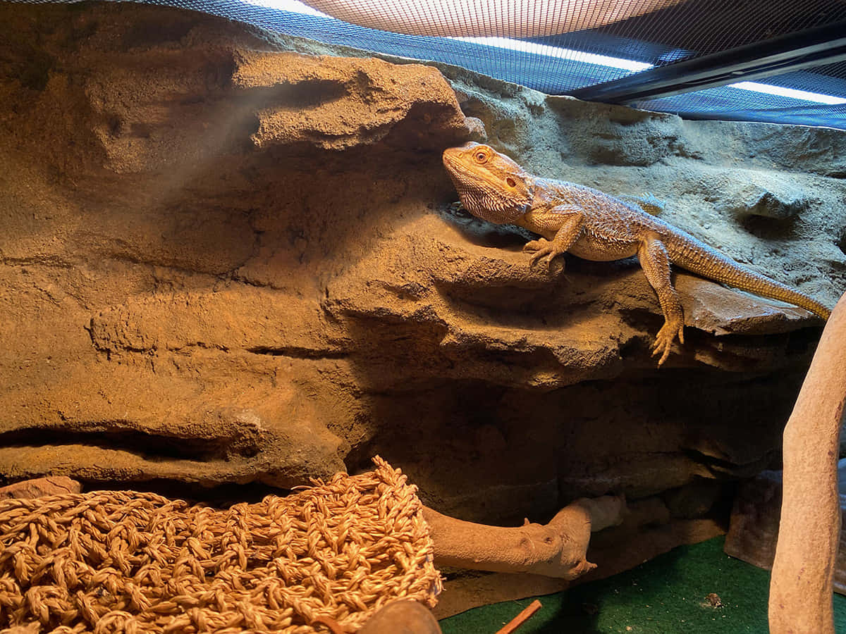 Image  Close-Up of Reptile Tank with Colorful Flora and Fauna