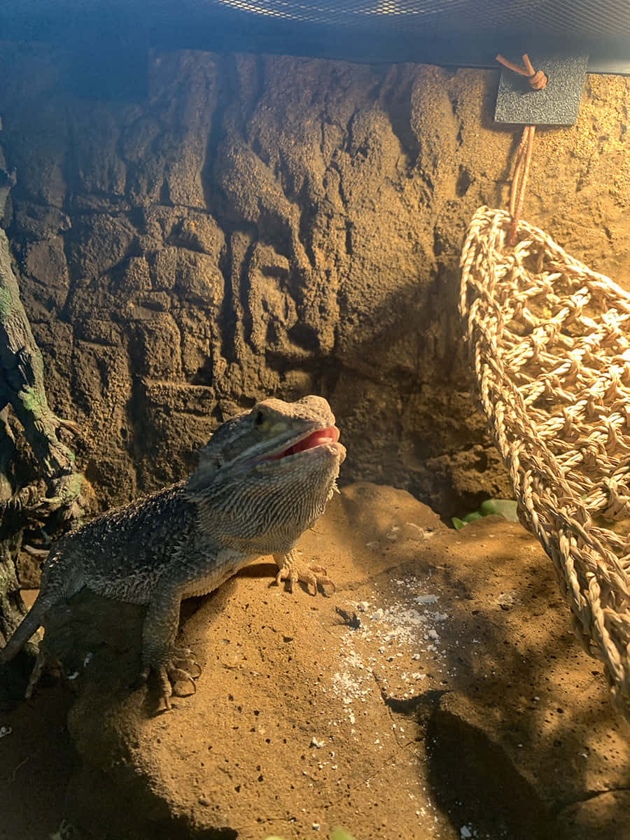 A Bearded Dragon In A Cage With A Hammock