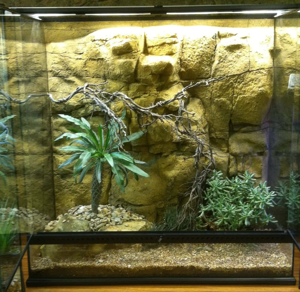 Brightly-Lit Reptile Terrarium with Green Plants, Set for Relaxation