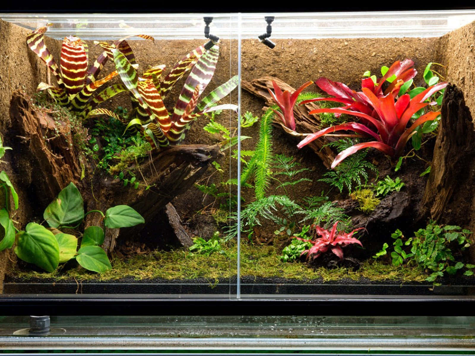 Enjoy nature - colorful reptiles living in their Reptile Tank.