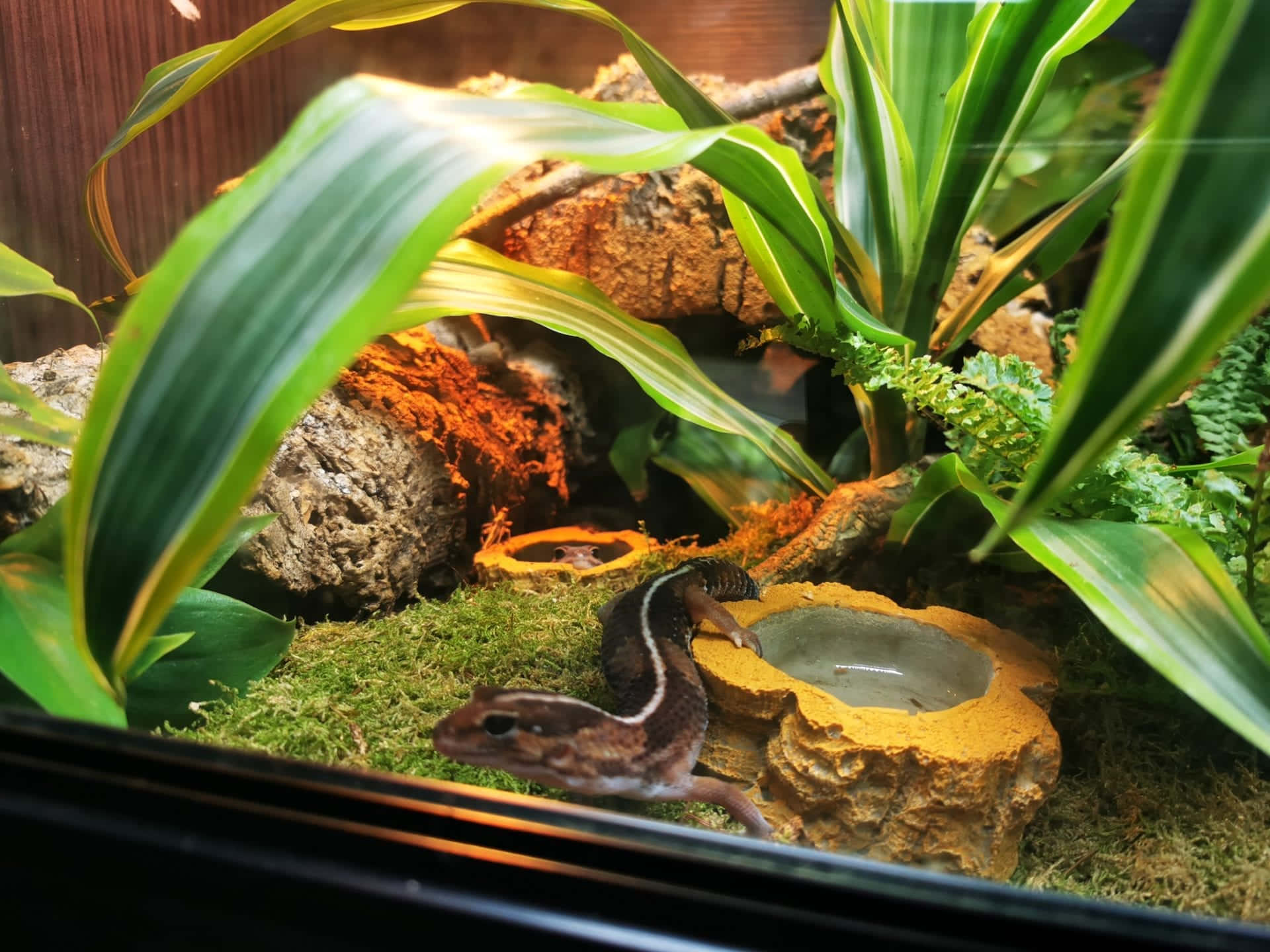 A Lizard In A Glass Enclosure With Plants