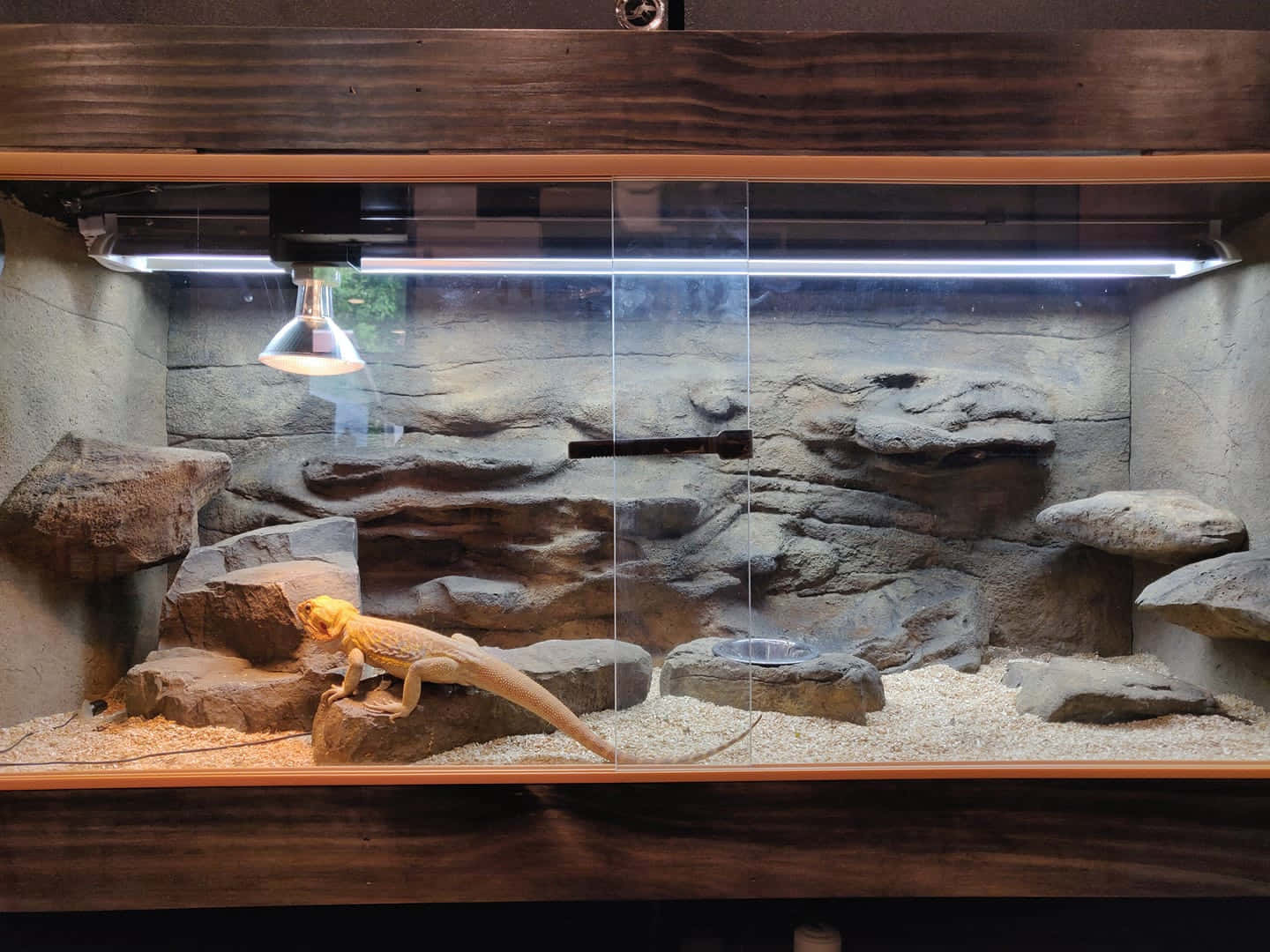 "A close up view of the inside of a brightly lit reptile tank."