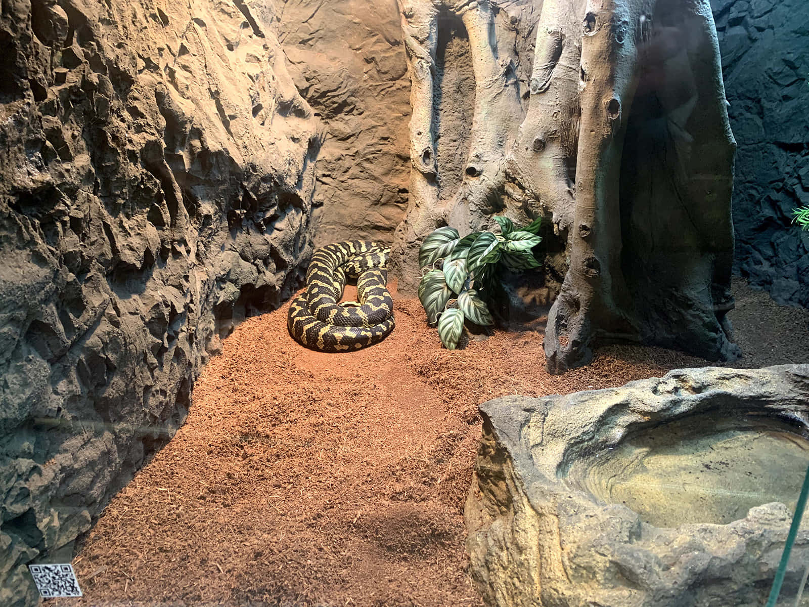 A Snake Is Sitting In A Zoo Enclosure
