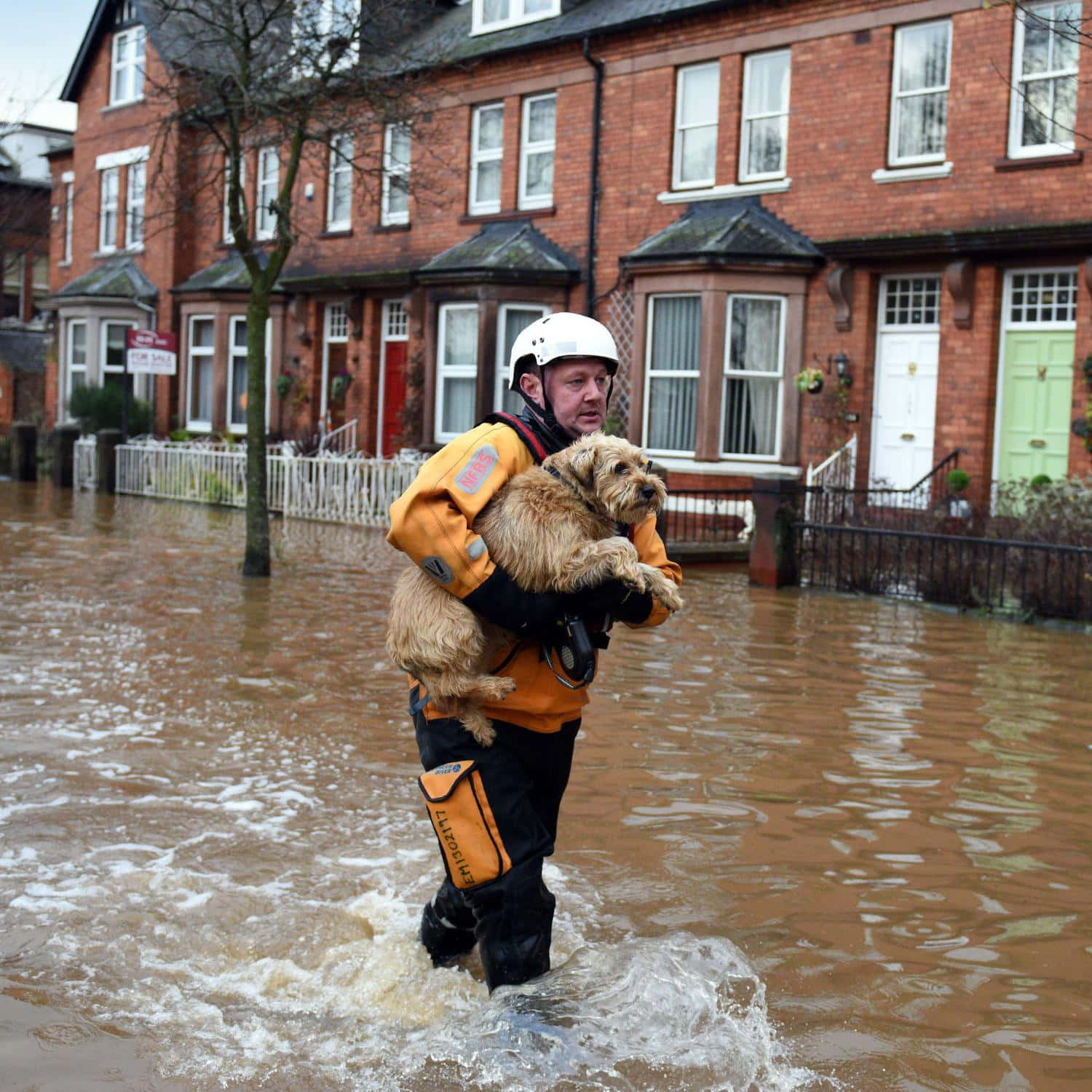 Rescued Dog In Carlisle Flood Wallpaper
