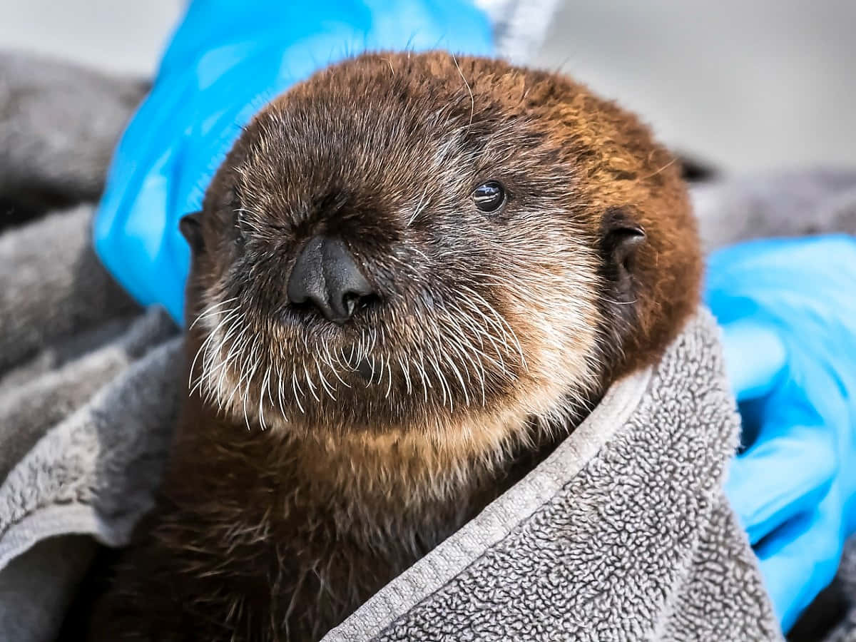 Rescued Sea Otter Wrappedin Towel Wallpaper