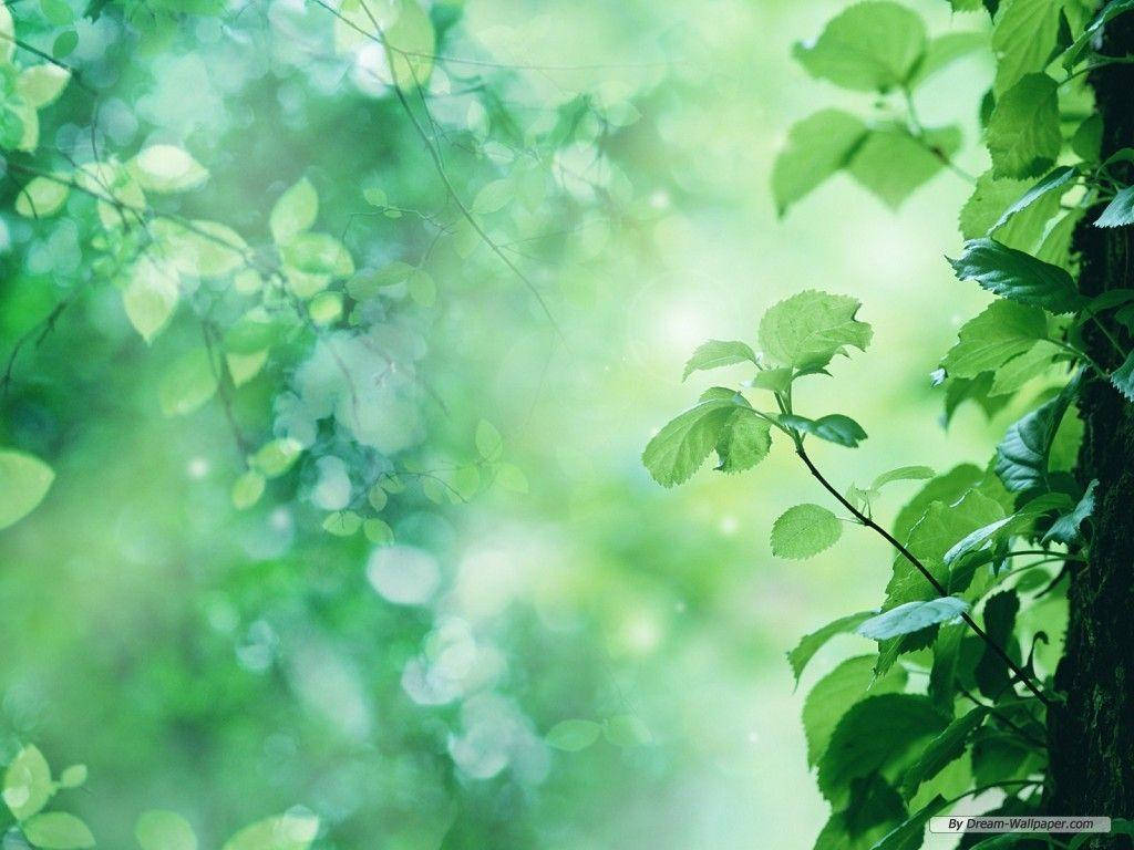 Resilient Green Nature Vine Wallpaper