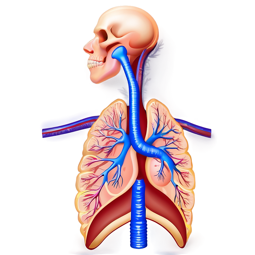 Respiratory System Diagram Png Kks95 PNG