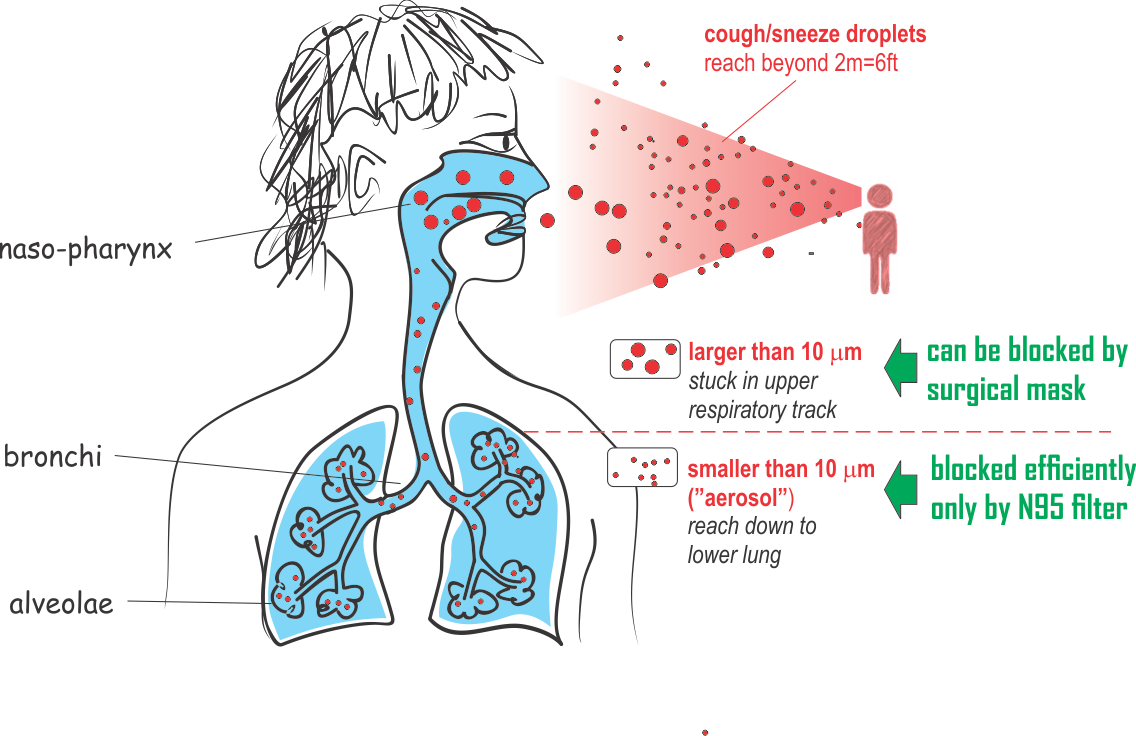 Respiratory_ Droplet_ Transmission_ Illustration PNG