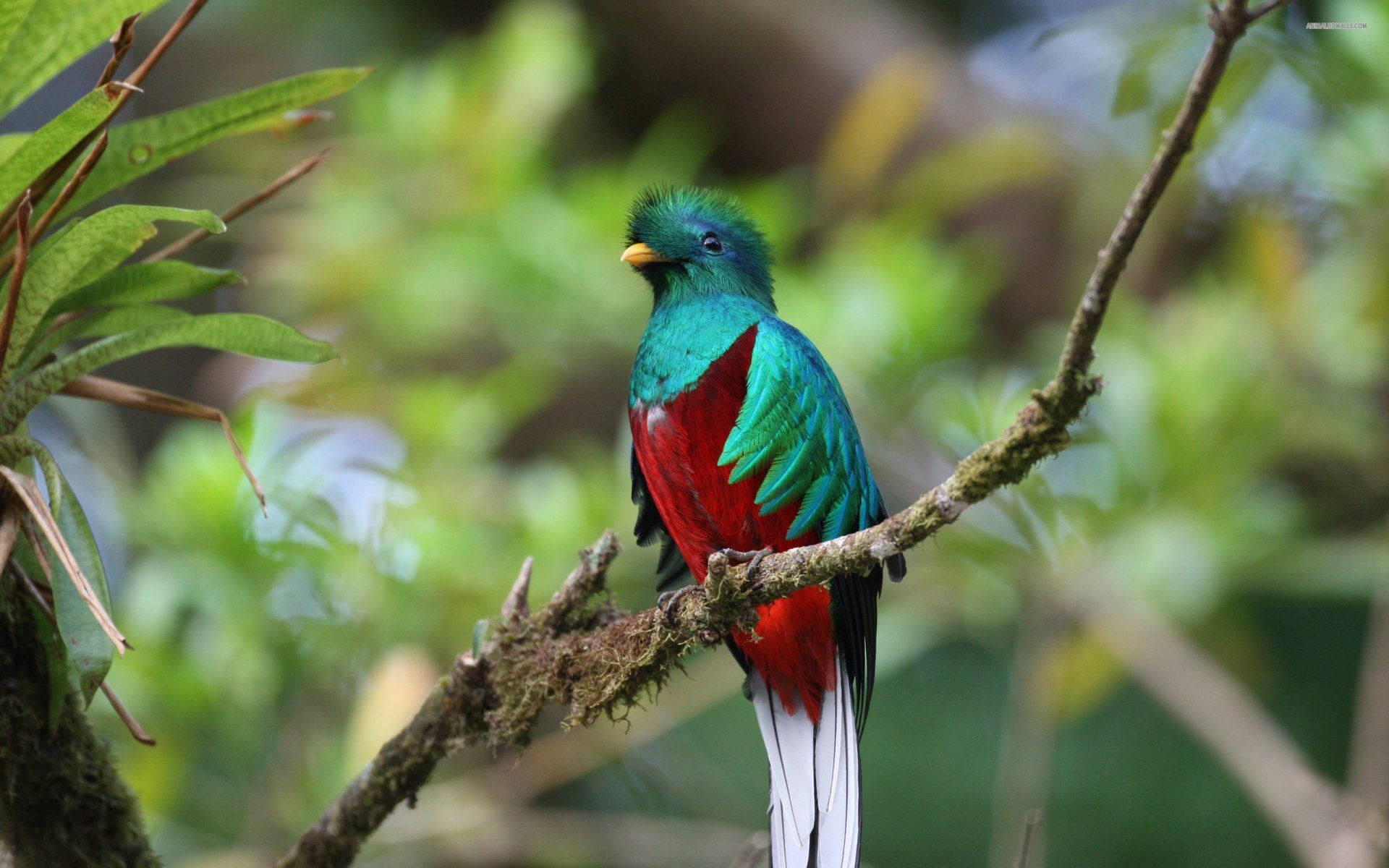 Splendente Quetzal Guatemala Sfondo