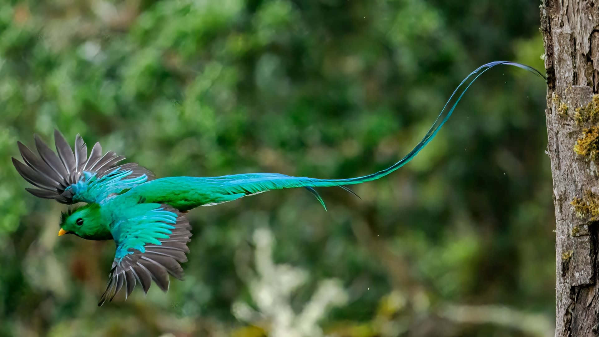 Resplendent Quetzal In Flight.jpg Wallpaper