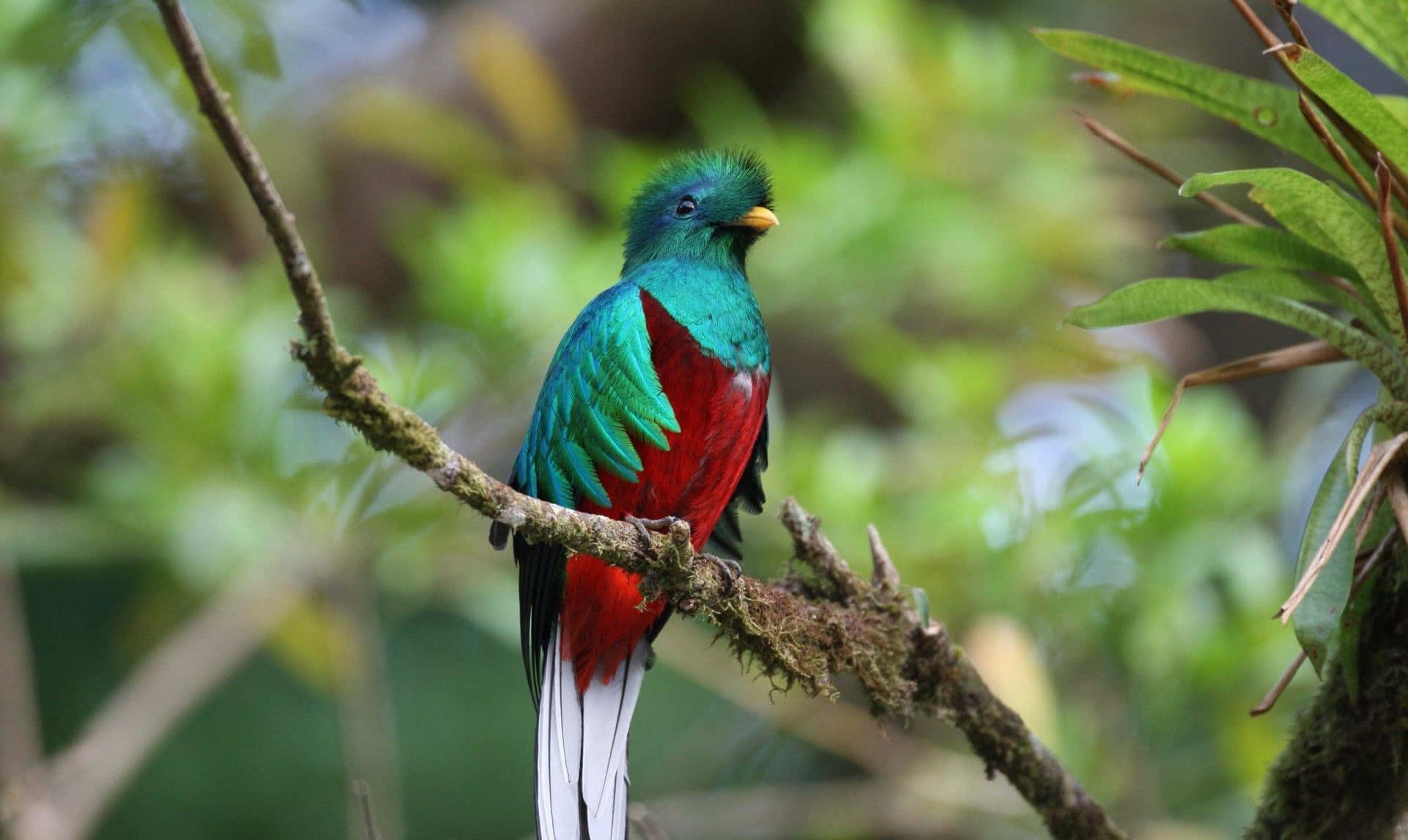 Resplendent Quetzal Perchedon Branch Wallpaper