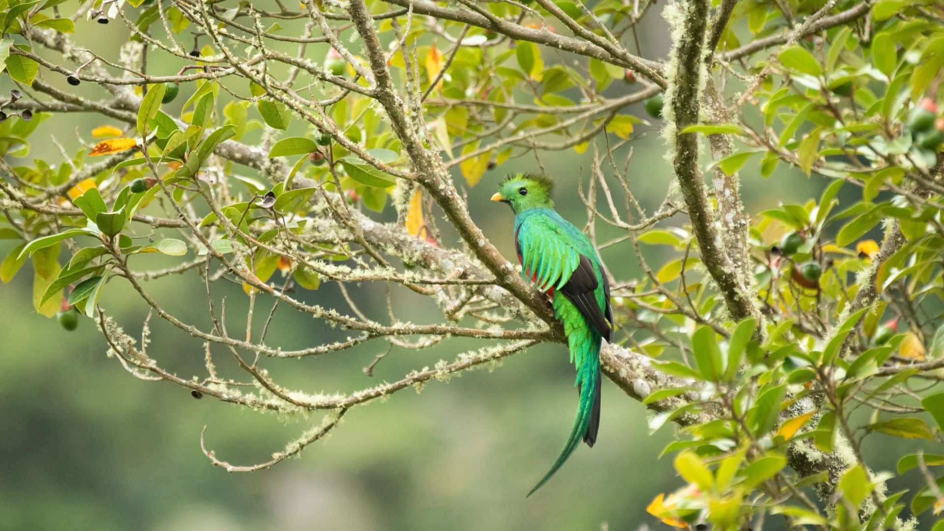 Resplendent Quetzalin Habitat.jpg Wallpaper