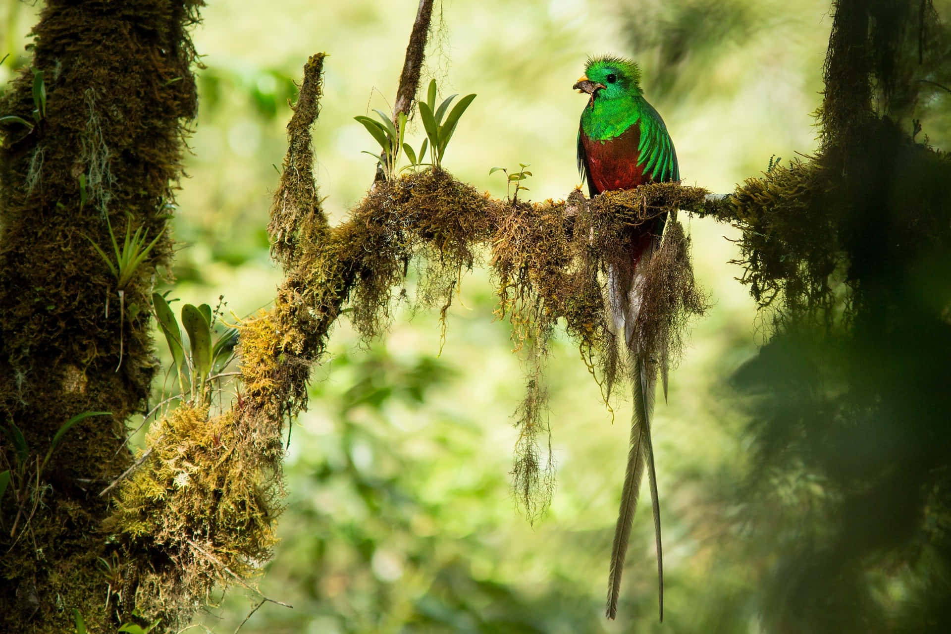 Resplendent Quetzalin Natural Habitat Wallpaper