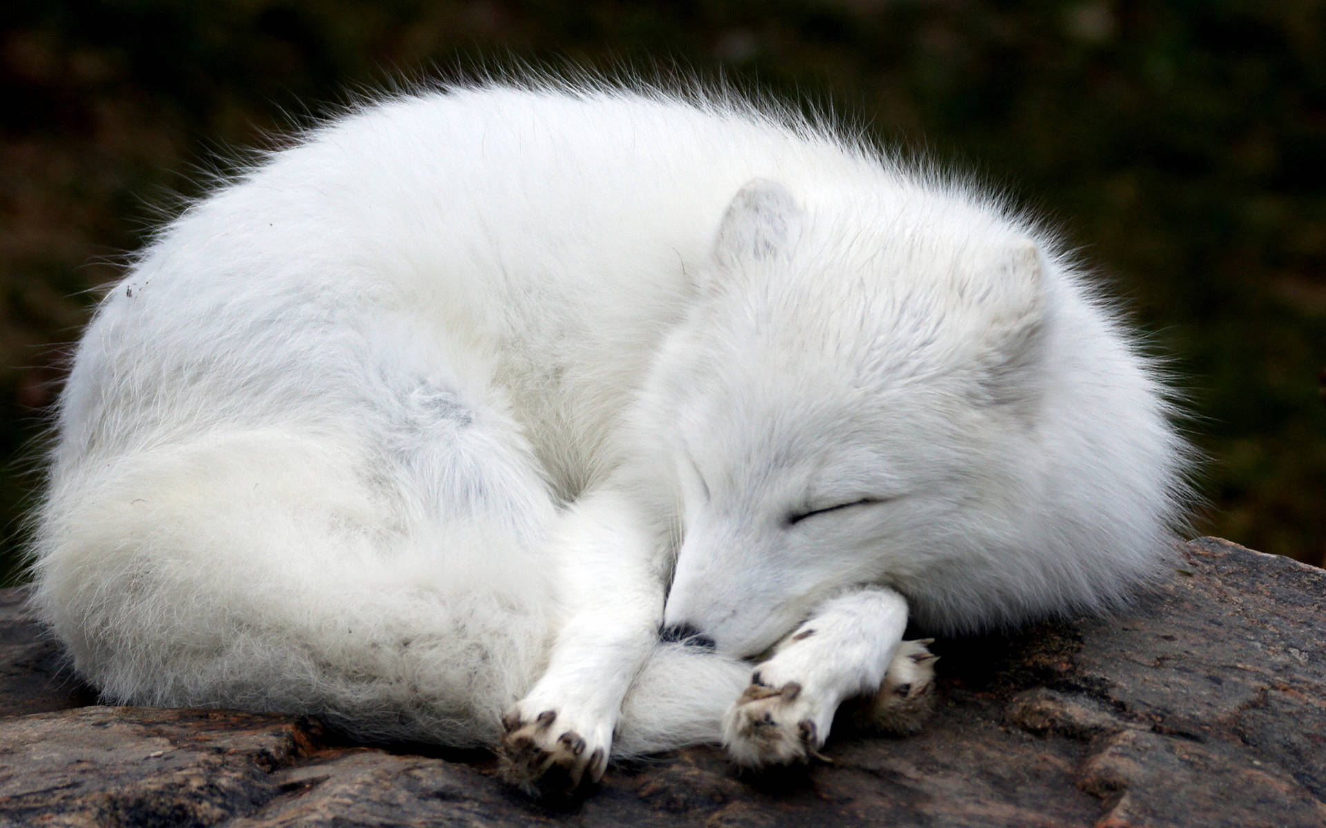 Resting Arctic Fox Wallpaper