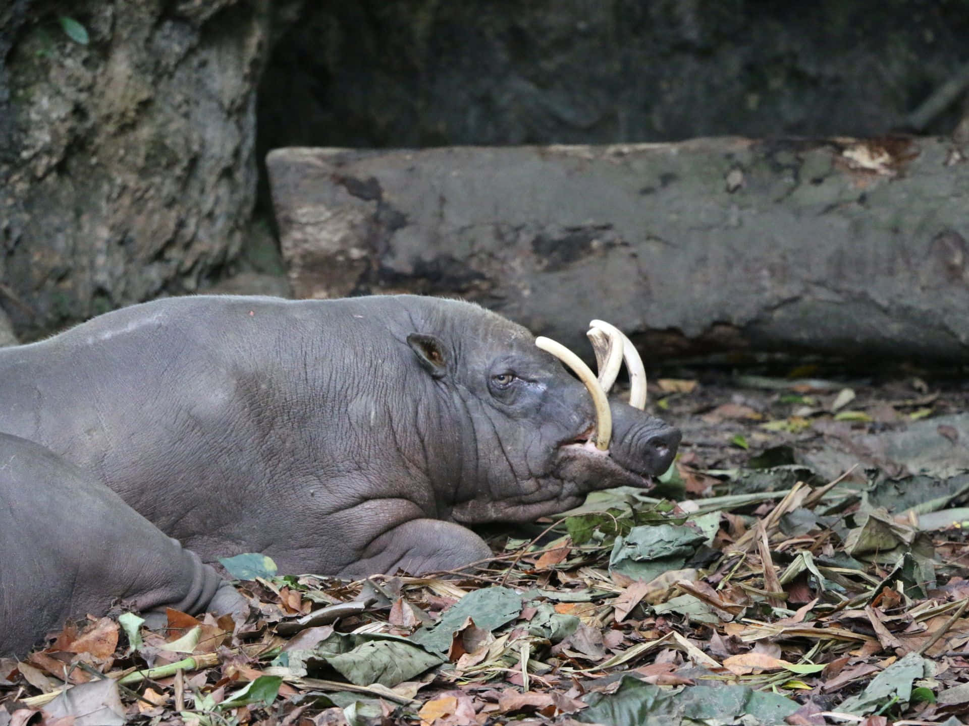 Resting Babirusain Habitat.jpg Wallpaper