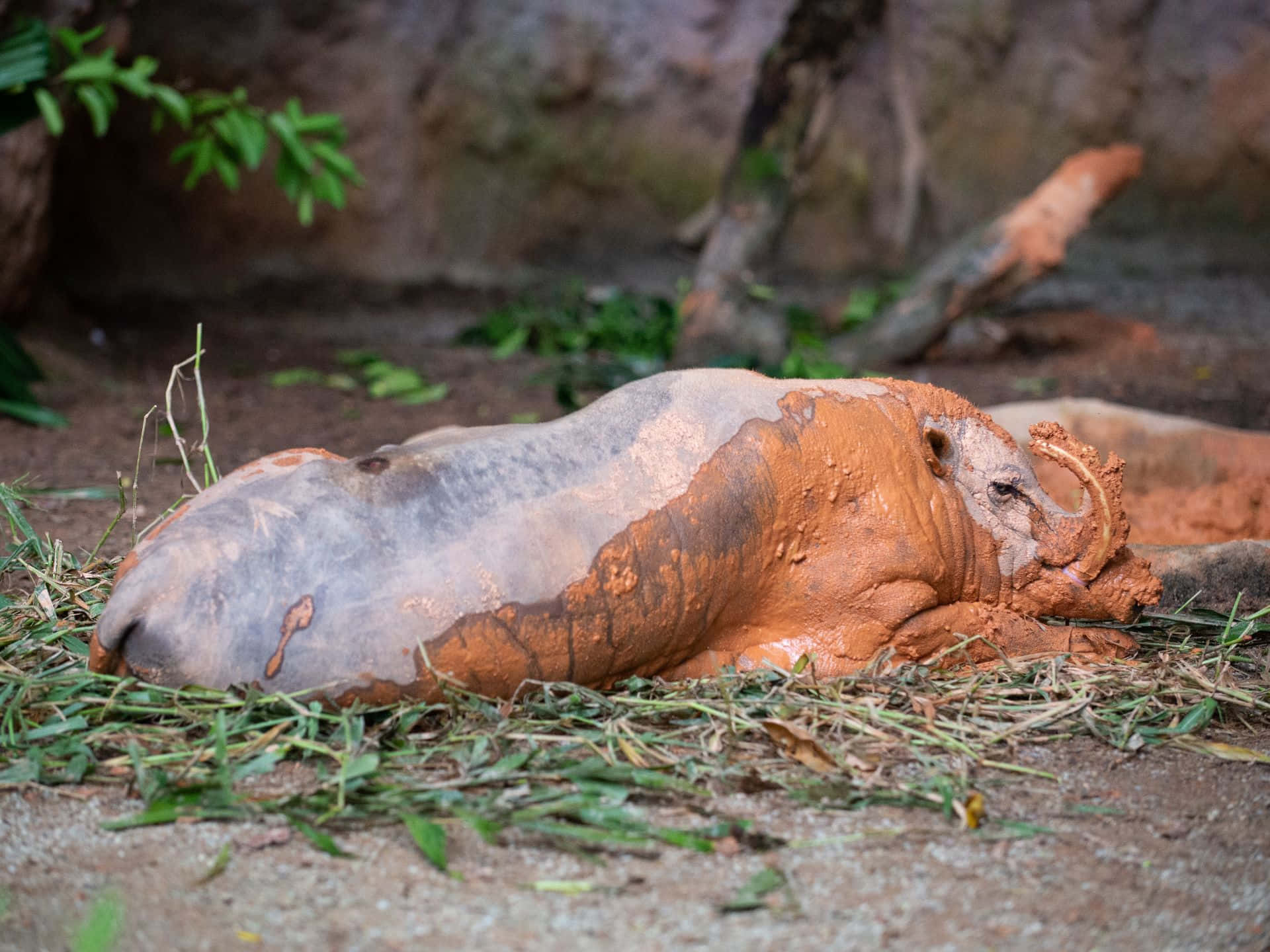 Resting Babirusain Mud Wallpaper