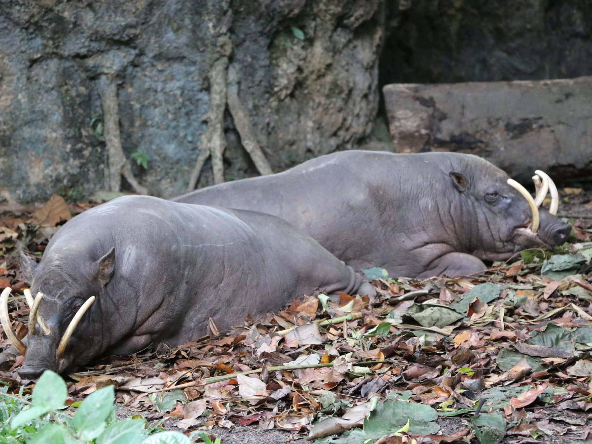 Resting Babirusasin Habitat.jpg Wallpaper