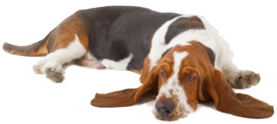 Download Resting Basset Hound Dog.png | Wallpapers.com