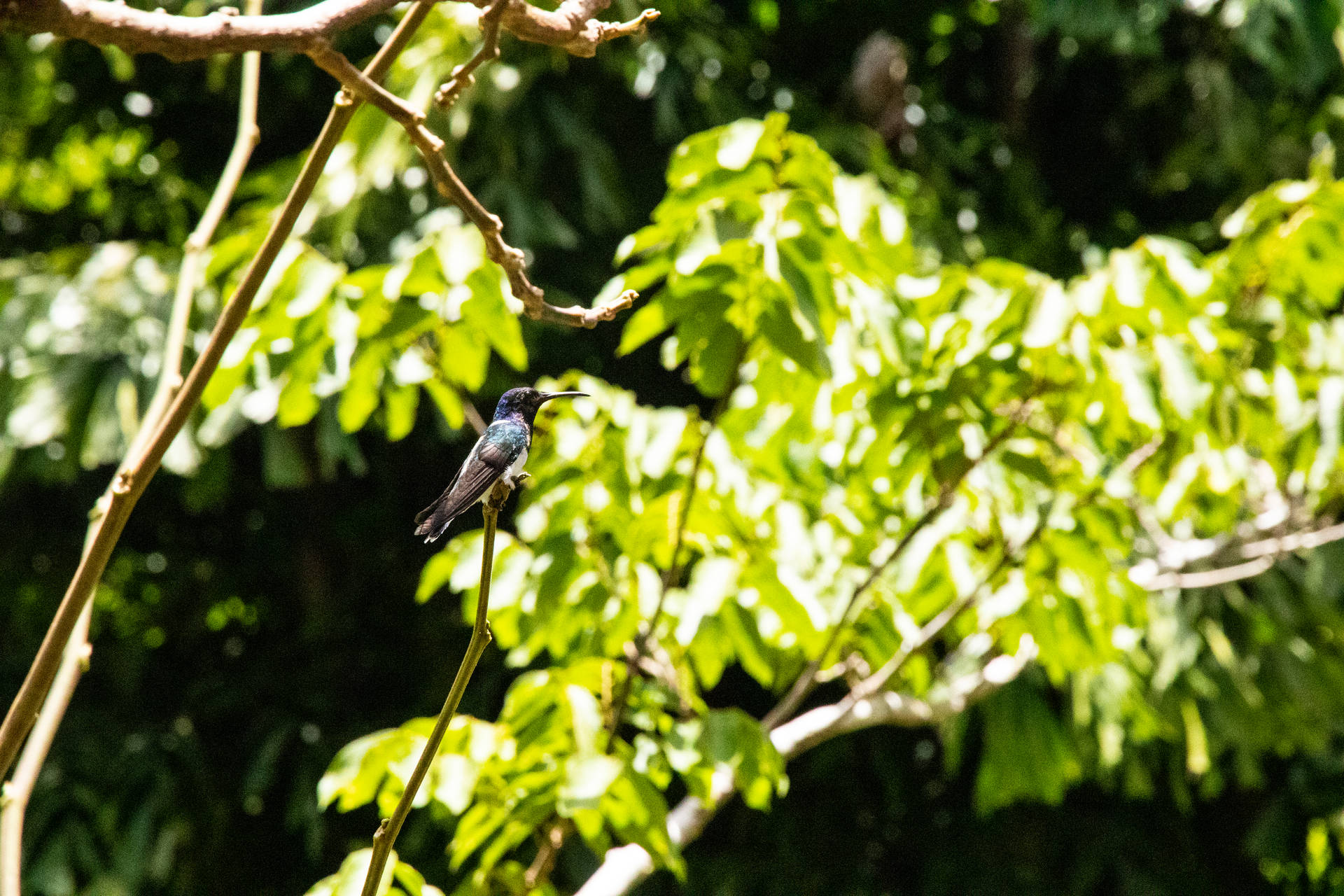 Resting Belize Hummingbird Wallpaper