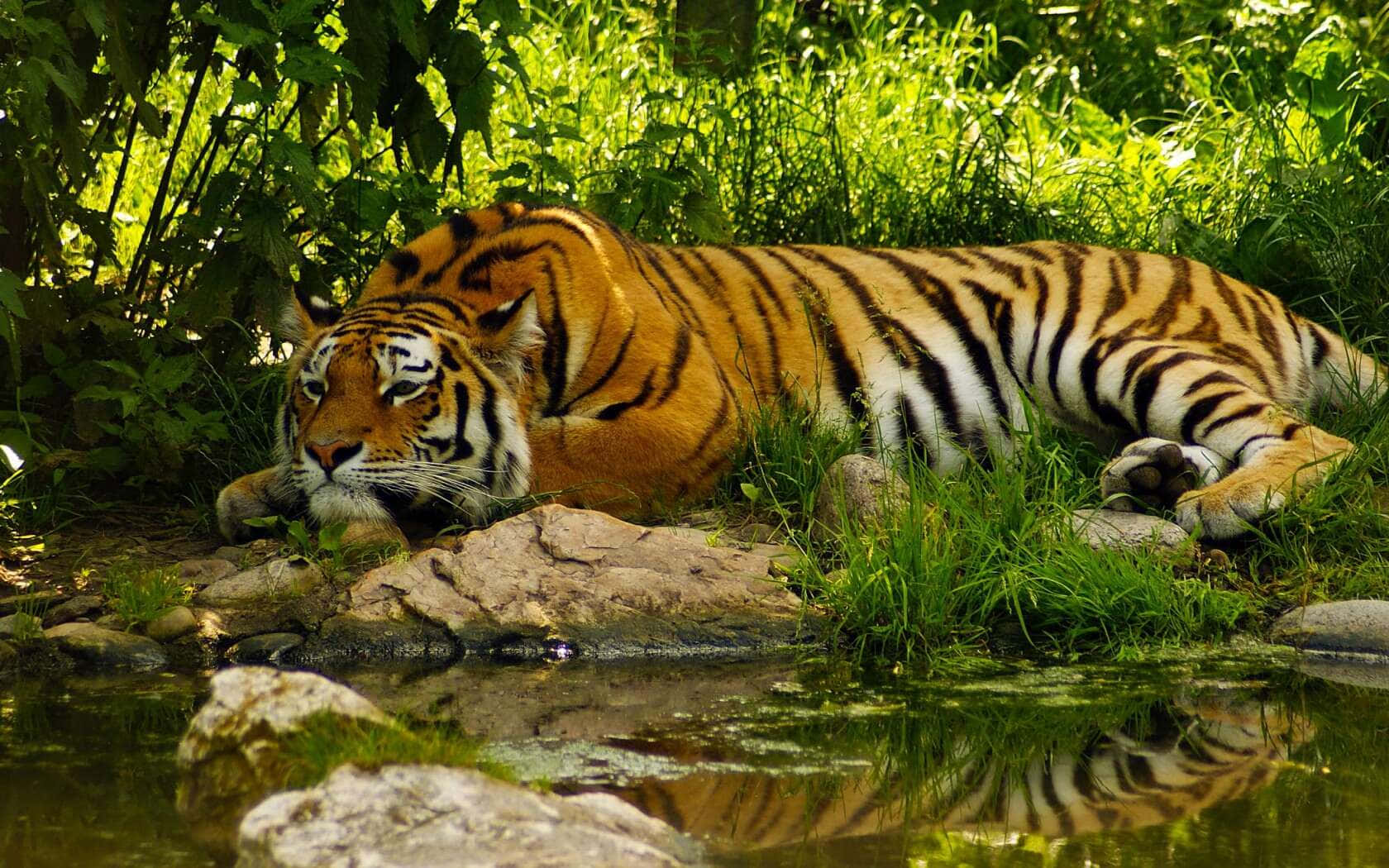 Resting Bengal Tiger Beside Water Wallpaper
